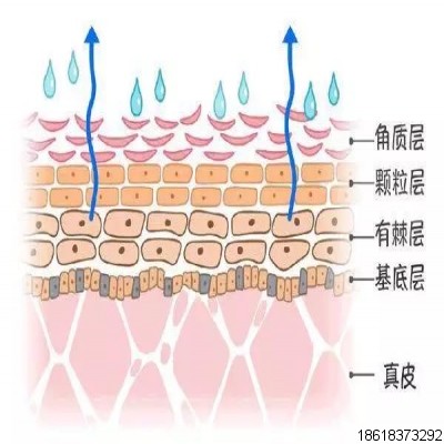 秋季不可忽視皮膚屏障的重要性！